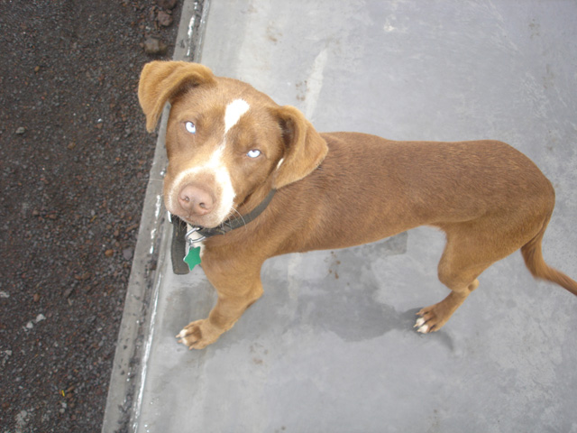 odie2